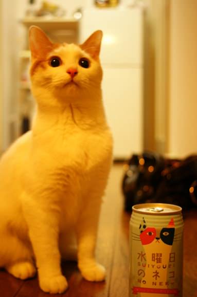 りんご　可愛すぎるネコ