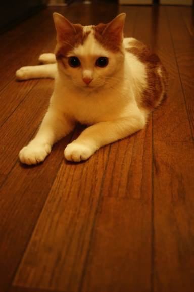 りんご　可愛すぎるネコ