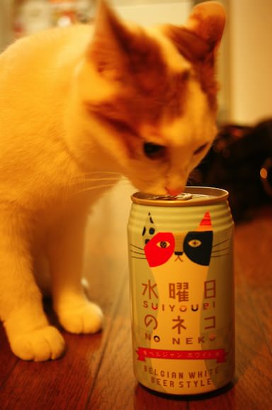 りんご　可愛すぎるネコ