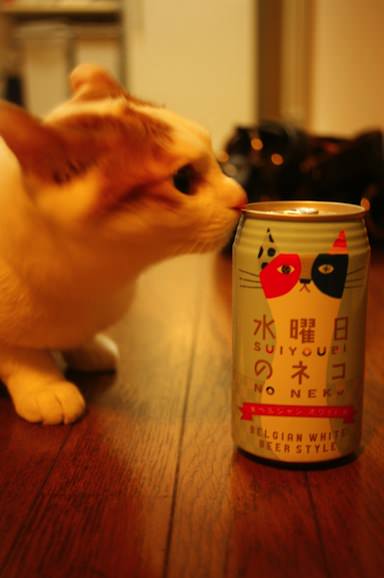 りんご　可愛すぎるネコ