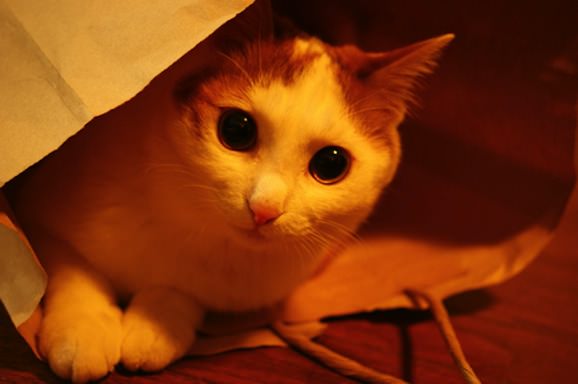 りんご　可愛すぎるネコ