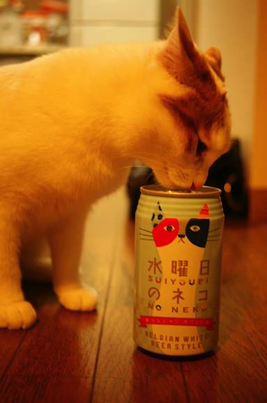 りんご　可愛すぎるネコ