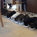 cat-bowl-eating.jpg
