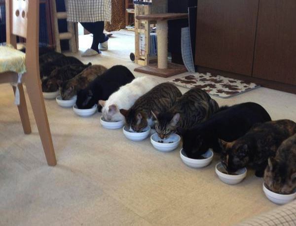 猫カフェの食事風景