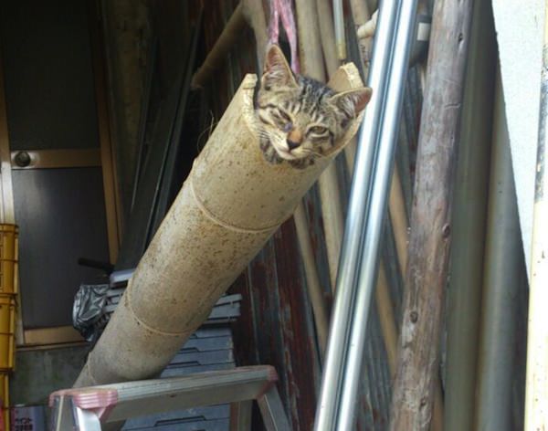 流しそうめん用竹にぴったりフィットした猫