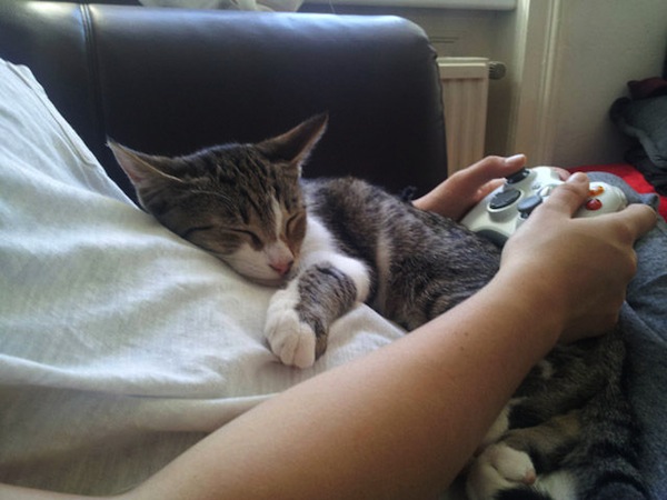 猫が可愛くて可愛くてたまらない