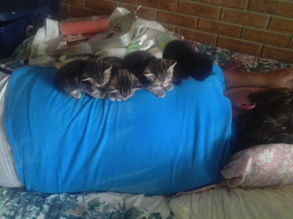 猫が可愛くて可愛くてたまらない