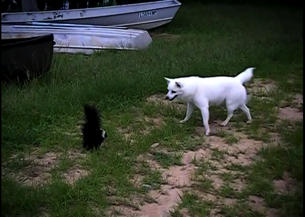 Dog Versus skunk