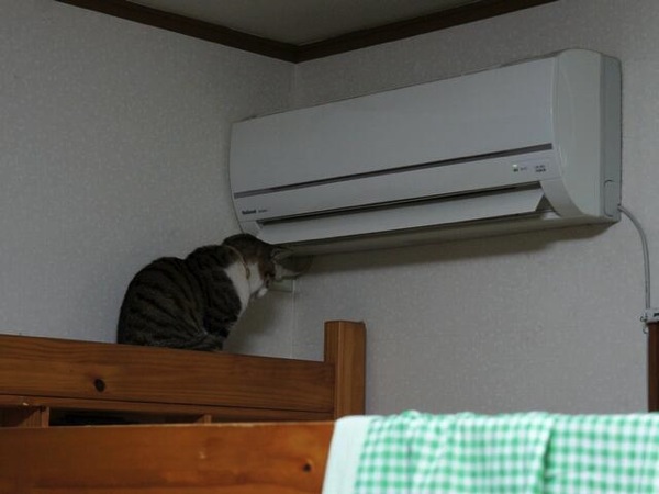 Cat warming up