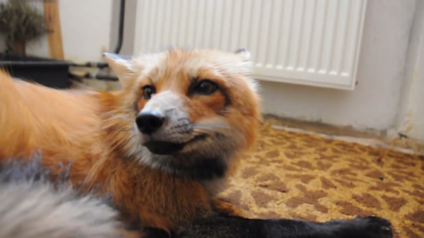 What does the fox say