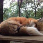fox-holding-its-tail.jpg