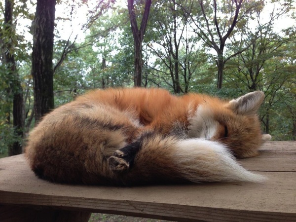 自分の尻尾を抱いて寝るキツネ