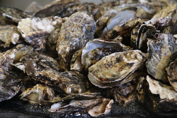 かき小屋（松島、牡蠣食べ放題）