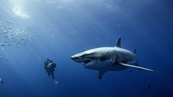 見ているだけで怖くなる、スリル満点の写真