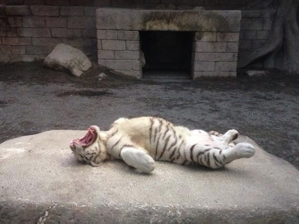 Sleeping tiger