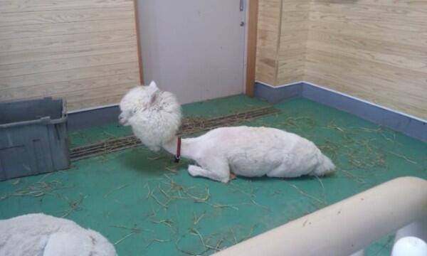 衝撃的なアルパカ