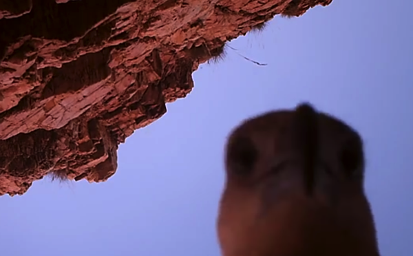 Eagle takes selfie
