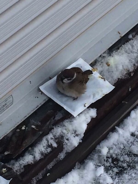 Sparrow Getting Some Warmth