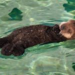 cute-baby-otter-1.jpg