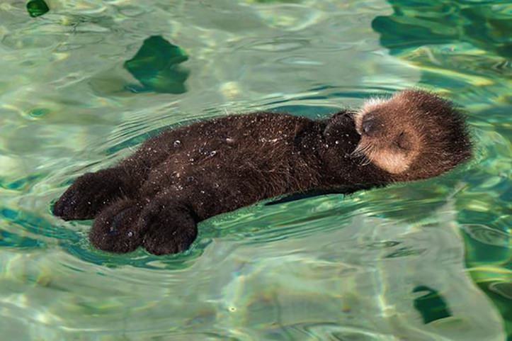 Cute baby otter