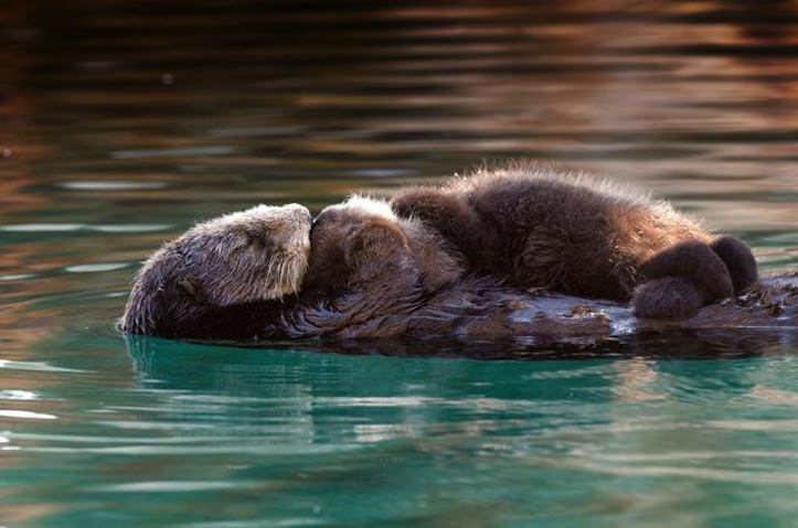 Cute baby otter