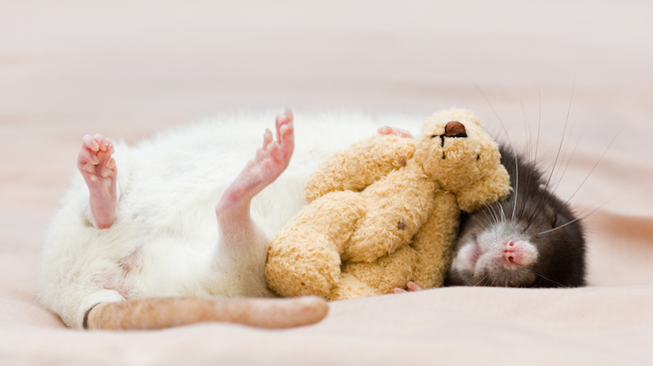 cute rat simply amazing