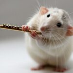 cute-rat-2.jpg