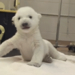 polar-bear-1.png