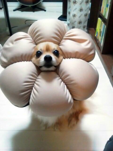 ポン・メ・ラニアン