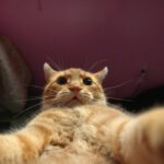 Cat-Selfies-1.jpg
