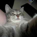 Cat-Selfies-10.jpg