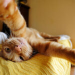 Cat-Selfies-12.jpg