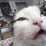 Cat-Selfies-13.jpg
