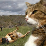 Cat-Selfies-14.jpg