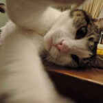 Cat-Selfies-16.jpg