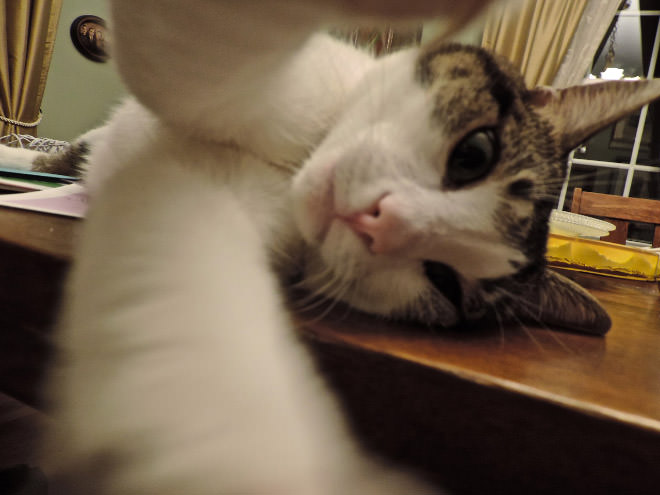Cat Selfies（自分撮りする猫）