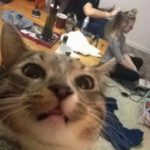 Cat-Selfies-18.jpg