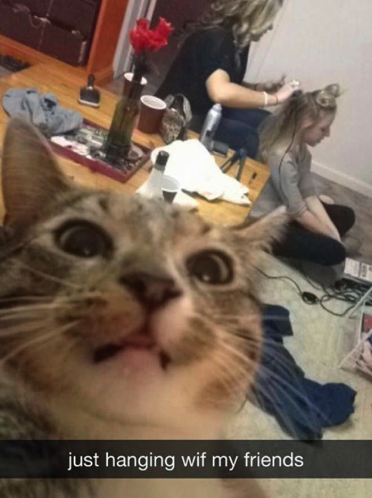 Cat Selfies（自分撮りする猫）