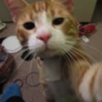Cat-Selfies-4.jpg