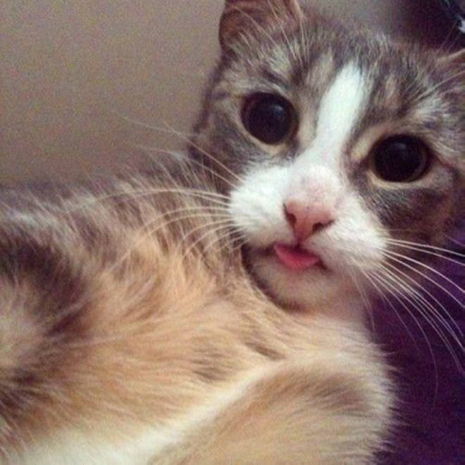 Cat Selfies（自分撮りする猫）