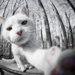 Cat-Selfies-8.jpg