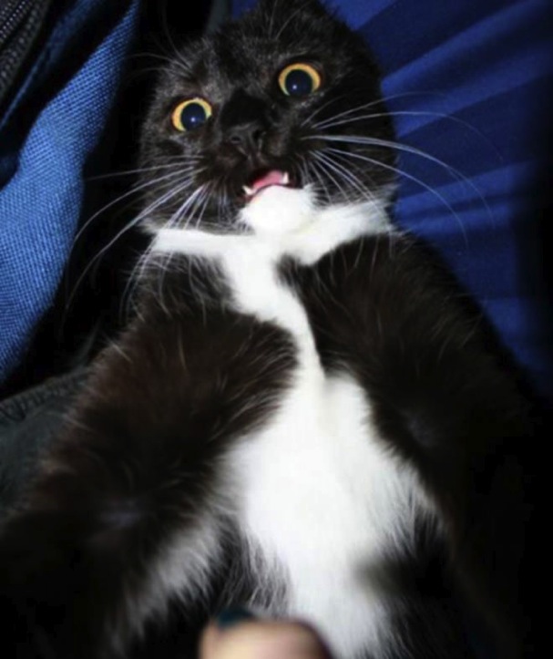 Cat Selfies（自分撮りする猫）