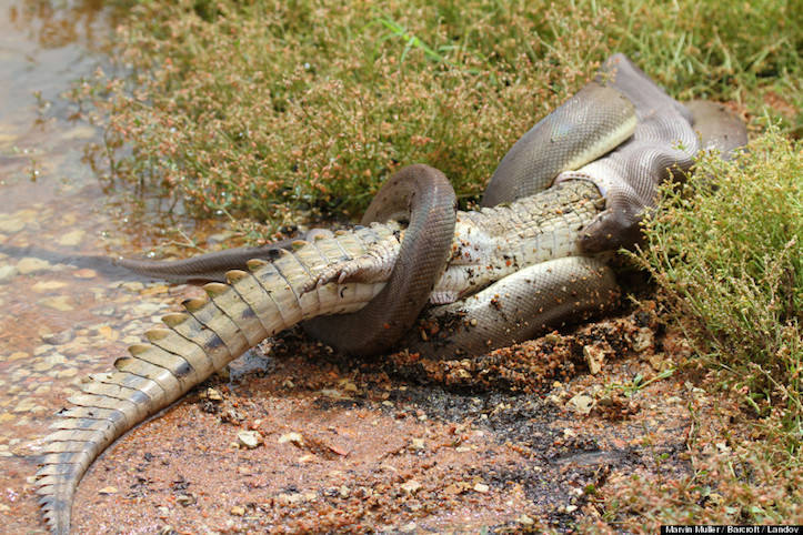 Python eats crocodile