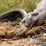 python-eats-crocodile-2.jpg
