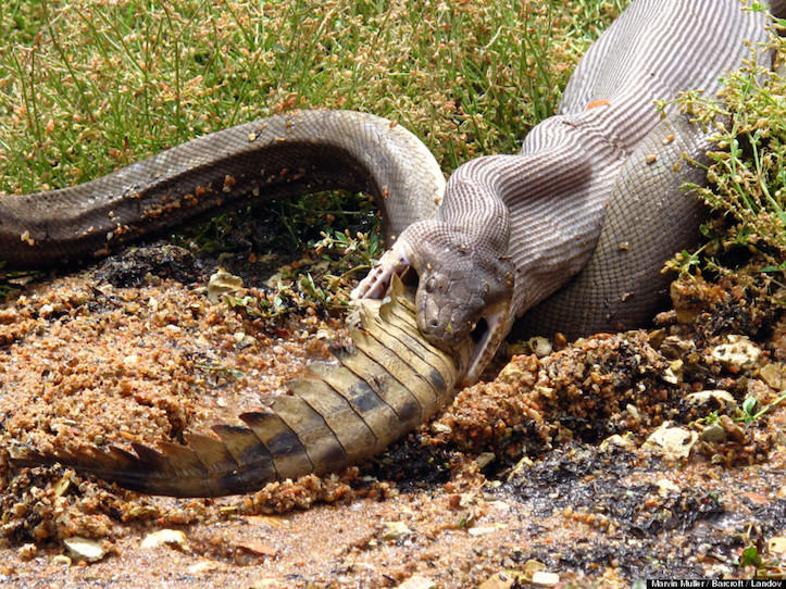 Python eats crocodile