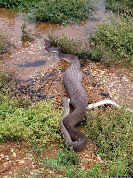 Python eats crocodile