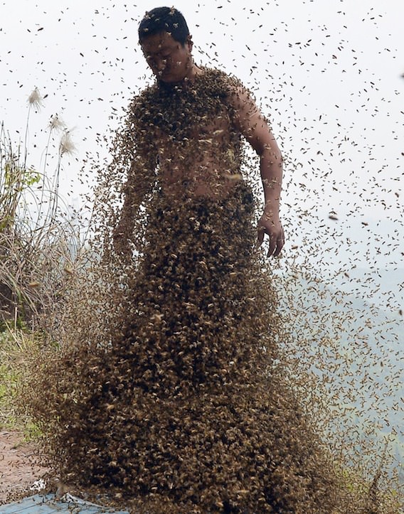 She Ping Bees Swarm