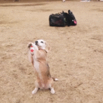 beagle-catches-ball.png