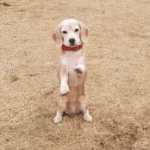 beagle-catches-ball-2