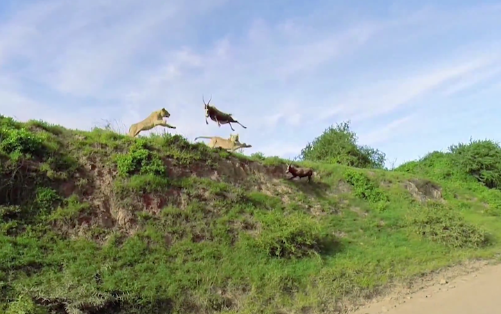 Amazing catch in mid air